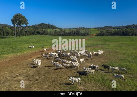 Aerial view of a herd of cattle grazing and resting in a lush green ...