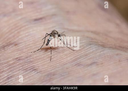 Detail of Aedes Aegypti mosquito on human skin - transmitting dengue fever, Chikungunya fever and Zika virus Stock Photo