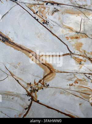 Close up of a polished white granite slab with thick and thin brown veins, light brown ribbons, black mineral clusters Stock Photo