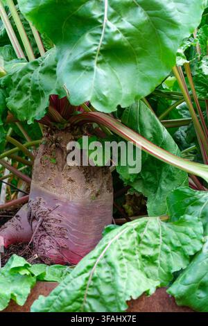 Mangelwurzel Mammoth Red, Mangel Red Mammoth, Beta vulgaris Mammoth Red, close-up cylindrical red root, growing in a bed Stock Photo