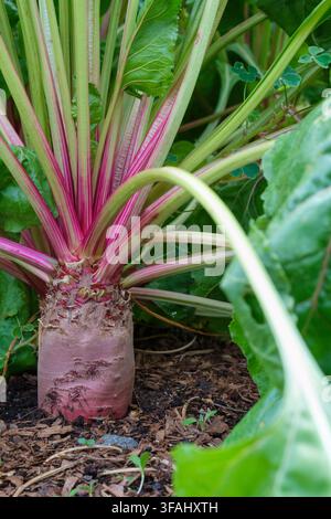 Mangelwurzel Mammoth Red, Mangel Red Mammoth, Beta vulgaris Mammoth Red, close-up cylindrical red root, growing in a bed Stock Photo
