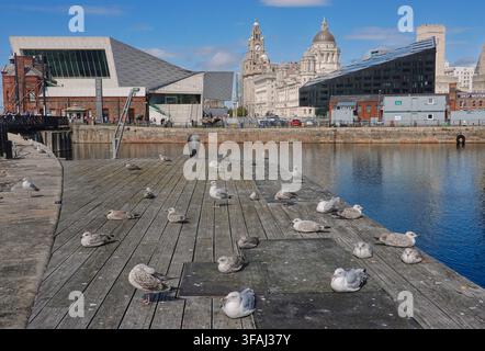A flock of seagulls resting on a wooden boardwalk at Canning Dock in Liverpool, UK, with the iconic Royal Liver Building and Museum of Liverpool in th Stock Photo