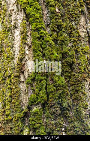 A tree trunk covered in green moss. The moss is growing in a zigzag pattern. The tree trunk is the main focus of the image Stock Photo
