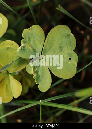 Top down close up macro shot of a green clover leaf with three heart shaped leaflets surrounded by grass stems Stock Photo