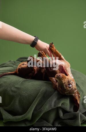 Merle miniature Dachshund puppy plays while a human hand gently interacts on a green blanket. Fun moment captures trust, companionship and positive Stock Photo