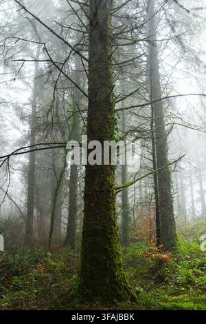Moss covered tree surrounded by tall woodland trees and misty undergrowth in Beaworthy, UK. Stock Photo
