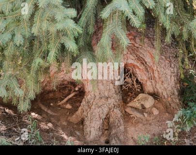 Close view of an old textured tree trunk surrounded by soft evergreen foliage, revealing natural bark patterns and organic forest detail. Stock Photo