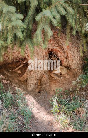 Vertical close-up of a textured tree trunk surrounded by soft evergreen foliage in a natural forest setting. The organic bark pattern Stock Photo