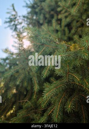 Lush evergreen foliage filling the frame with rich natural texture, creating a versatile green background for environmental, botanical, wellness Stock Photo