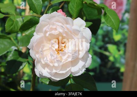 Rosa [The Generous Gardener] ('Ausdrawn'). Close up of single, semi double delicate pale pink David Austin rose in summer. Stock Photo