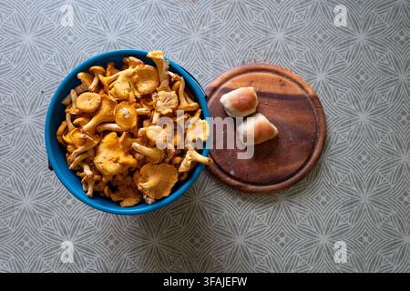 Fresh golden chanterelles in a blue bowl with buns on a wooden board. Stock Photo