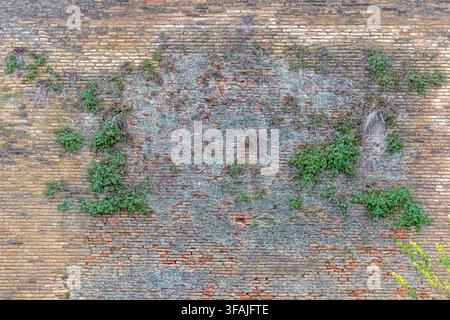 Ancient brick wall texture with vibrant green plants growing from the masonry. Weathered historical background with natural vegetation and erosions Stock Photo