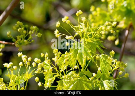 Norway Maple (acer platanoides), close up showing the golden yellow flowers of the tree in the spring. Stock Photo