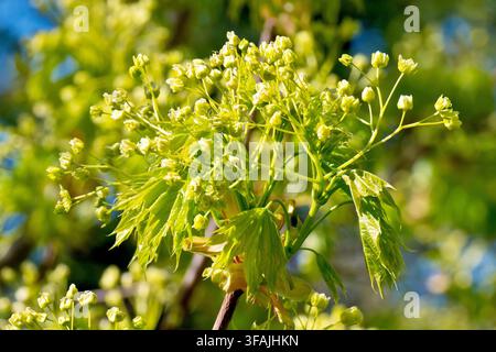 Norway Maple (acer platanoides), close up showing the golden yellow flowers of the tree in the spring. Stock Photo