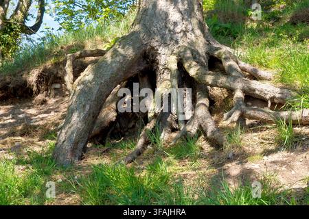 Scot's Pine (pinus sylvestris), close up showing the exposed roots system of the tree holding it in place on an eroding hillside. Stock Photo