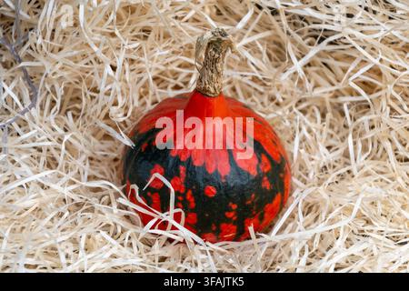 A decorative red and black pumpkin rests on a bed of natural straw. Stock Photo