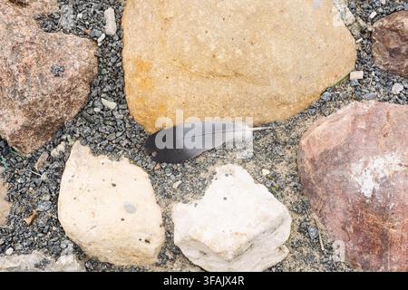 Bird feather on stone pavement background concept. Stock Photo