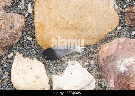 Bird feather on stone pavement background concept. Stock Photo