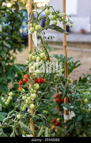 Green and Red Cherry Tomatoes Growing on Vines. Green and red cherry tomatoes growing on leafy vines supported by bamboo stakes in a garden. Stock Photo