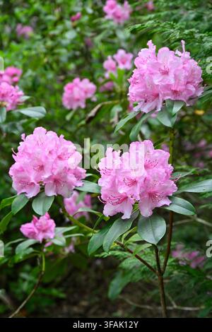 Pink flowers of evergreen azalea, Rhododendron 'Azuma-kagami' also known as Rhododendron 'Pink Pearl' growing in UK garden May Stock Photo