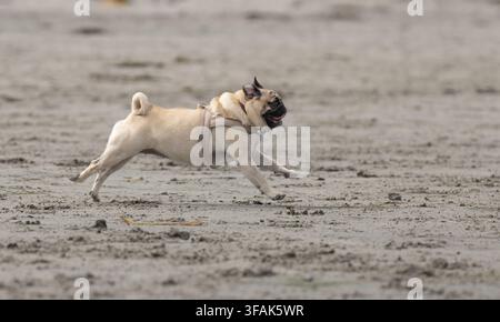 Pug running at the beach through the sand to get to the ocean Stock Photo