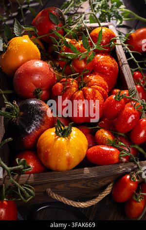 Freshly picked heirloom tomatoes of various colors and shapes are showcasing a healthy organic harvest in a rustic wooden crate, featuring water dropl Stock Photo