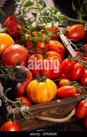 Freshly picked heirloom tomatoes of various colors and shapes are displaying their vibrant colors. Covered in water drops and resting in a rustic wood Stock Photo