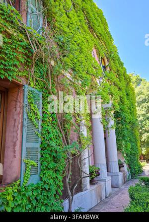 A pink building is visible from the side, featuring green window shutters. Ivy grows over the walls. The scene is set in a garden on a sunny day. Stock Photo