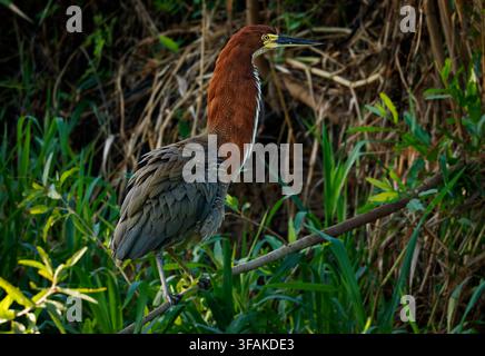 Rufescent tiger heron Tigrisoma lineatum perched on branch, chestnut neck, streaked plumage, alert wading bird hunting fish in shallows, Amazon and Pa Stock Photo