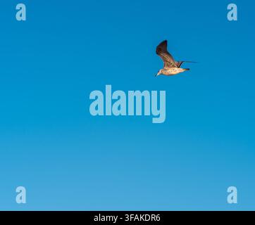 Single seagull bird soaring gracefully with spread wings against a clear blue sky in Morocco. Stock Photo