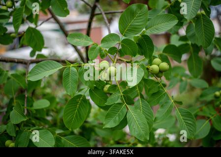 Close-up natural scene showing a walnut tree in full bloom, focusing on a developing cluster of walnuts and lush foliage Stock Photo