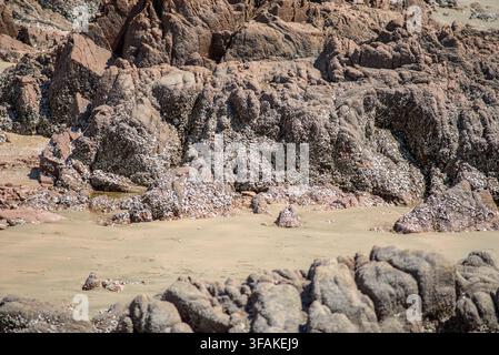 Panoramic view showcasing a colossal rock formation on a rugged coast, adorned with intricate barnacles and marine life amidst dark rocks Stock Photo