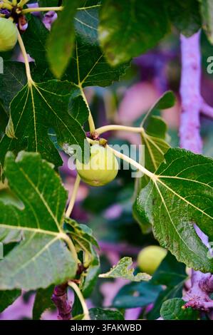 A commercial close-up photograph of small, ripening green figs hanging from a branch of a fig tree, surrounded by large lobed green leaves. The natural daylight highlights the fresh fruits and detailed foliage, creating an authentic botanical and agricultural scene. Stock Photo