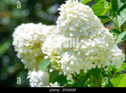 A paniculata), resembling popular cultivars like 'Limelight' or a similar white flowering shrub variety. Stock Photo