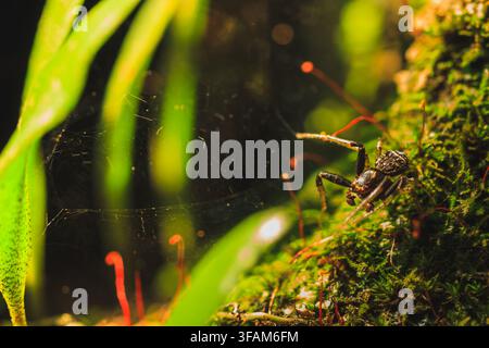 Dark jumping spider hunting on mossy ground near a fine spider web. Stock Photo