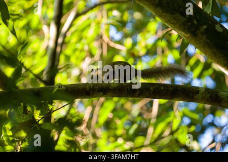 Squirrel perches on tree branch. Green leaves surround the scene. Natural light filters through canopy. Animal rests calmly amidst foliage. Sunlit for Stock Photo