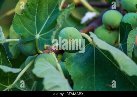Unripe Figs on the Branch. Stock Photo