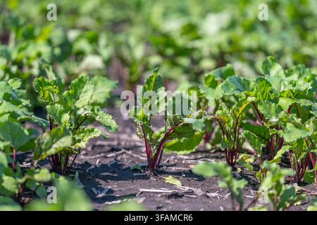 Rich green leaves and deep red stalks of beetroot plants thrive in nutrient-rich soil, creating a serene and natural atmosphere in a bright agricultur Stock Photo