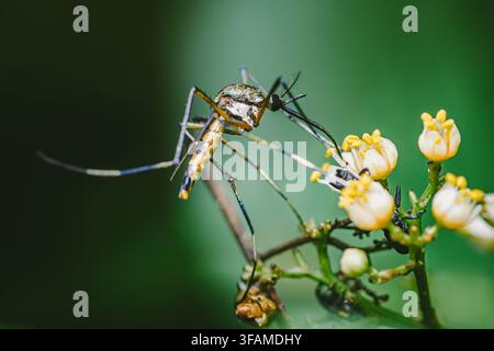 Mosquito with patterned legs and body resting on a green plant stem, interacting with tiny white and yellow flowers. Real photography from thailand, n Stock Photo