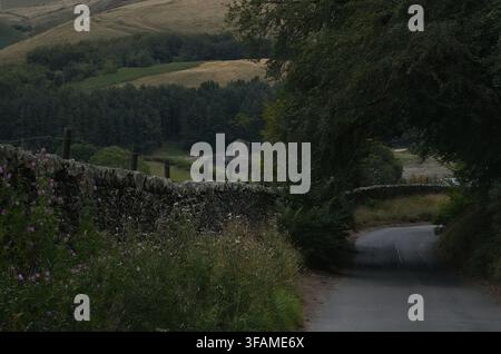 Dirt walking trail winding through vibrant purple blooming heather moorland with pine forest in the background, Goyt Valley, Peak District Stock Photo