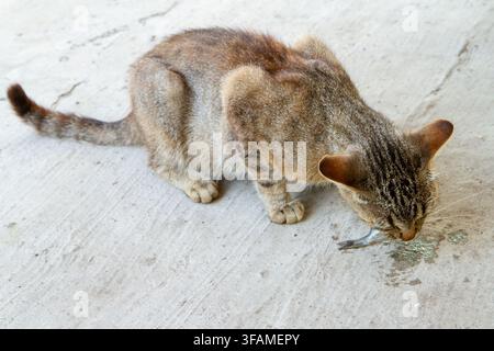 Tabby cat eating a small fish on concrete floor. Domestic feline feeding on prey. Concept of animal instinct, pet nutrition and hunting behavior. Stock Photo