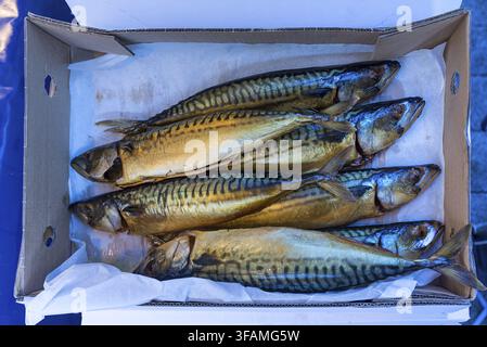 Mackerel (Scomber scombrus) in a cardboard box, fish market, Enschede, Netherlands Stock Photo