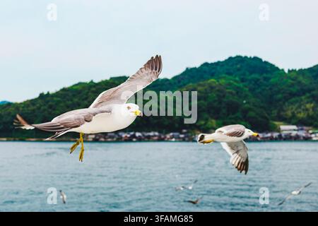 Seagull flying gracefully over the coastal sea with lush green hills in Ine, Kyoto, Japan Stock Photo