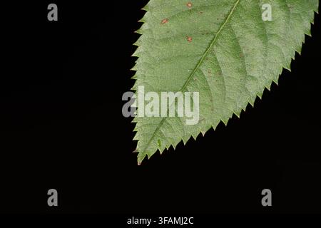 Minimalist close-up of a green serrated leaf isolated against a deep black background showing detailed leaf texture. Stock Photo