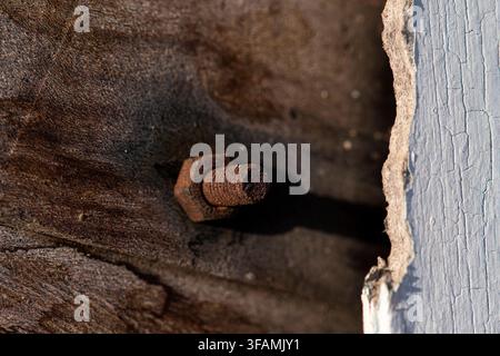 Close-up of a rusty bolt and nut embedded in weathered wood next to cracked paint, Ciego de Ávila, Cuba - March 2026 Stock Photo