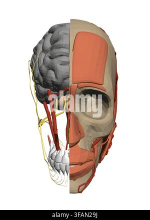 Human head anatomy with detailed brain structure, neural pathways, and muscular systems. This medical illustration shows the complexity of cerebral or Stock Vector