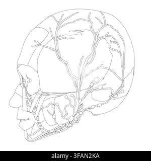 Human skull anatomical drawing showing detailed brain structure and facial muscles. Medical illustration for educational or scientific use. Stock Vector