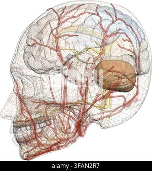Human brain anatomy with detailed cerebral cortex, neural pathways, and muscle connections inside the head. Stock Vector