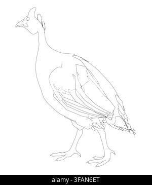 Detailed contour drawing of a peacock with intricate feathers and a sharp beak, isolated on a clean white background for versatile use. A subtle water Stock Vector