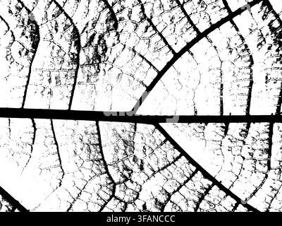 Macro leaf skeleton texture with bold veins and cellular network detail Stock Vector